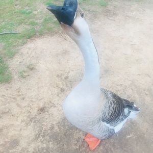 Meet your Posher, Bridgett